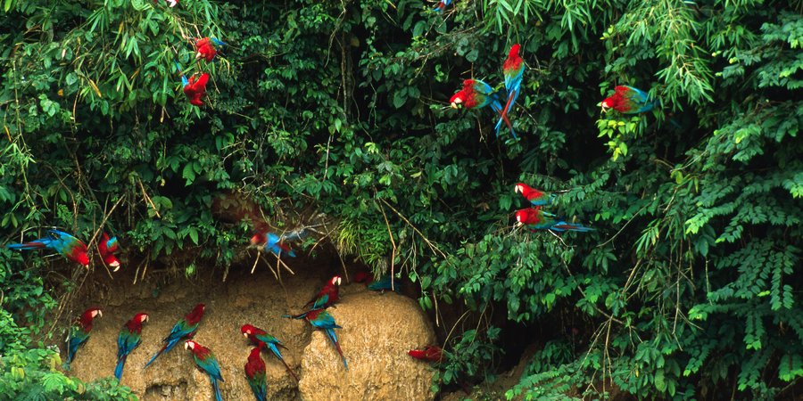 macaw flock peru WW129413 André Bärtschi