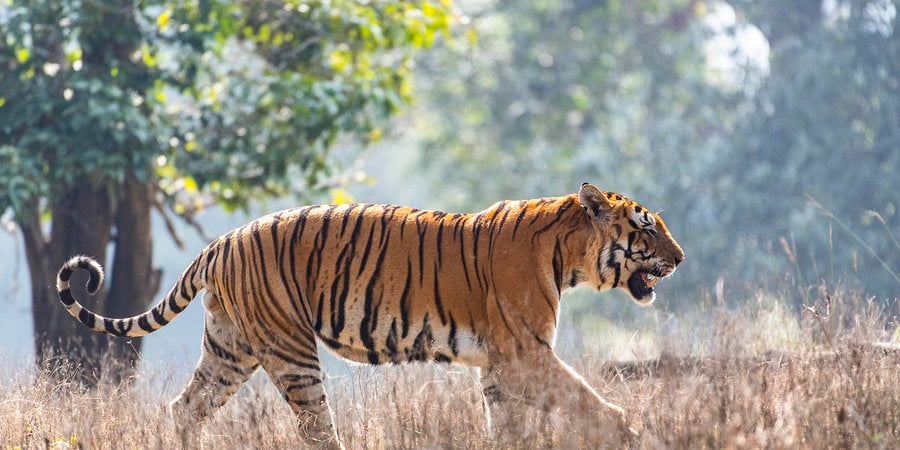 Male tiger walks through grasses of Kanha National Park, India