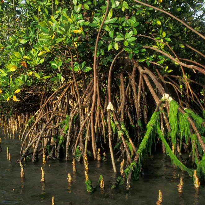 A mangrove forest with aerial roots emerging from the water