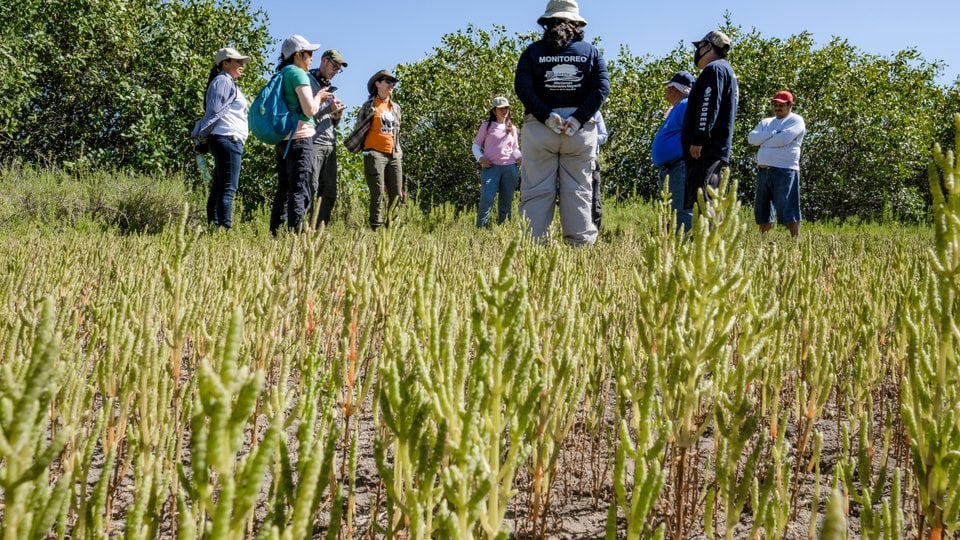 Un grupo de personas se encuentra en un campo de manglares jóvenes.