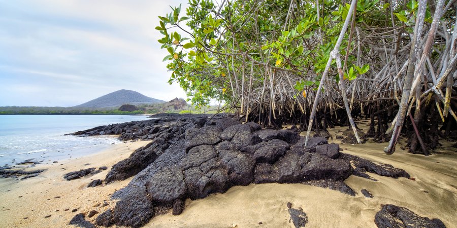 oves on Baronesa Bay, Floreana Island, Galapagos, Ecuador