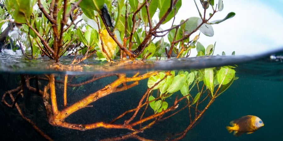 mangrove and fish WW288959 Antonio Busiello