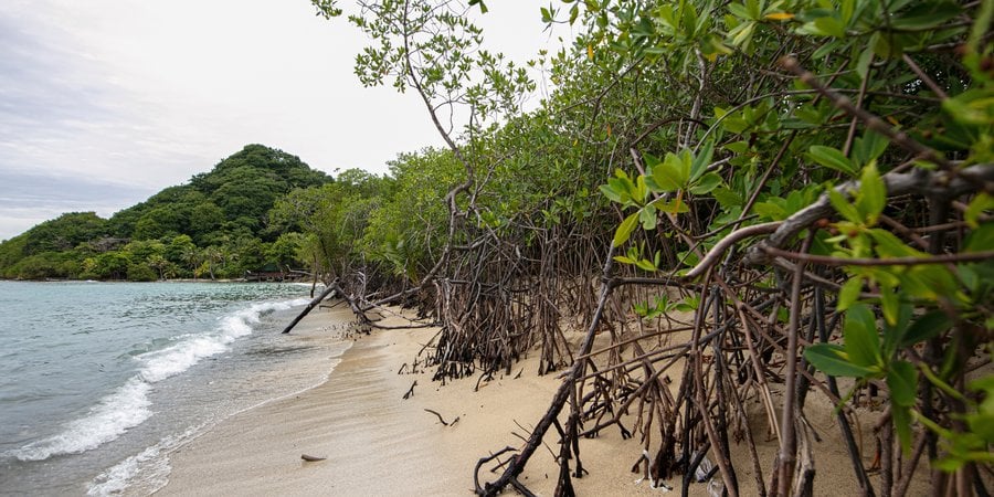 forest of mangroves on beach in Colombia
