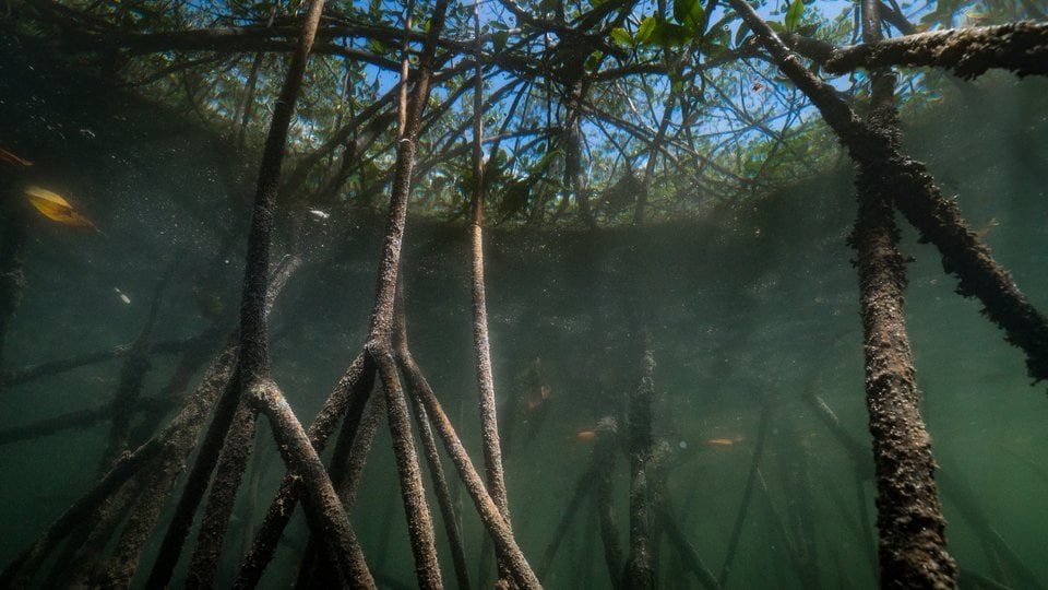 The land and seascapes within Colombia’s protected areas are diverse—mazes of mangroves, white-capped Andes mountains, multi-colored coral reefs in the Caribbean, dense tropical forests in the Amazon and relatively sparse savannahs in the Orinoco region.