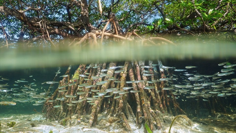 An underwater shot of a mangrove tree roots. Above water there is a green canopy. The water is clear and shallow. A school of small fish swim along the protective roots.