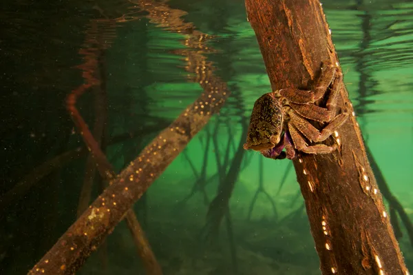 mangrove crab WW22266 Tim Laman