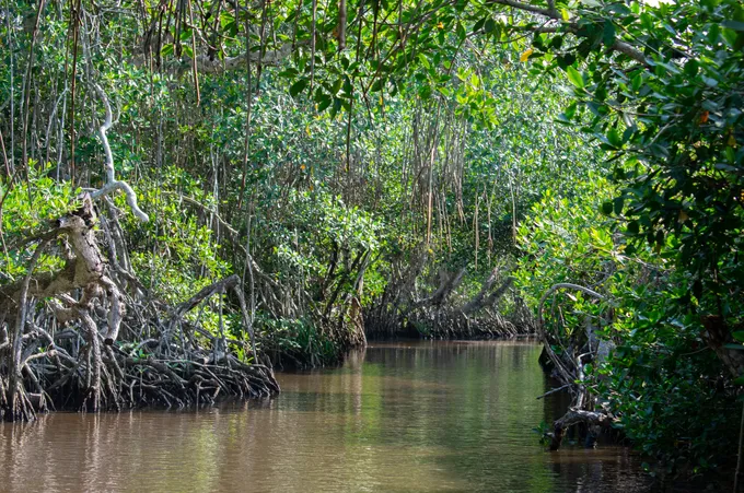A lush mangrove forest with a river winding through