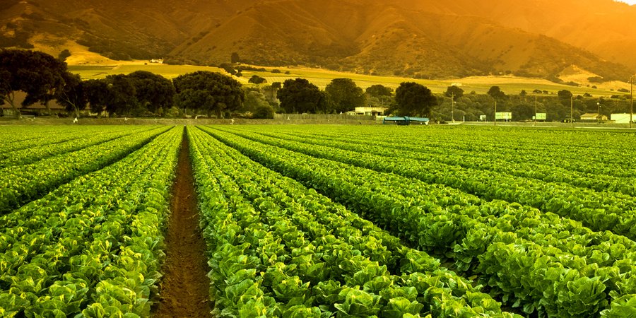 A green row panorama of fresh crops grow on an agricultural farm field in the Salinas Valley, California USA
