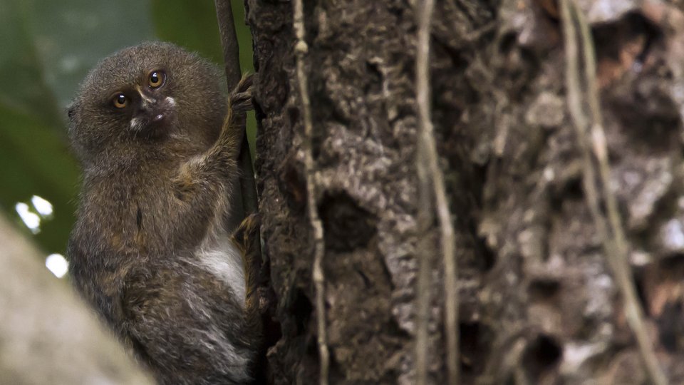 Pygmy marmoset holding onto a tree in the Peruvian Amazon.
