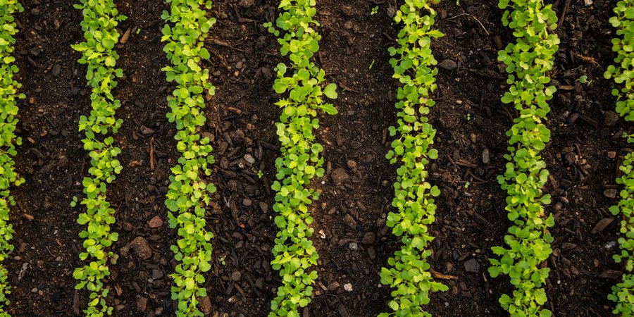 rows of microgreens in a field
