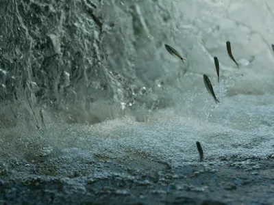 Fish leap out of the water as they head upstream on the  Juruena River
