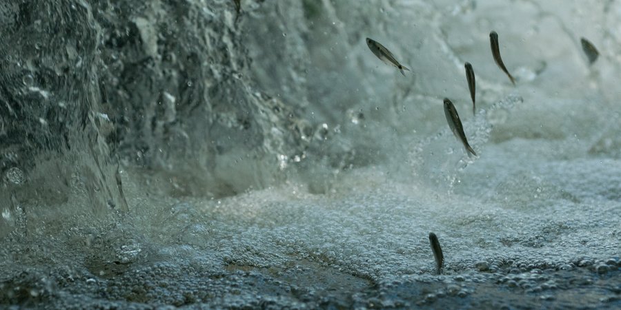 Fish leap out of the water as they head upstream on the Juruena River