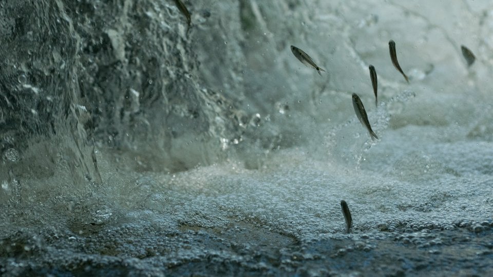 Fish leap out of the water as they head upstream on the Juruena River
