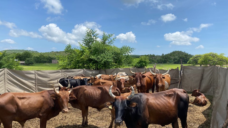 A color photo showing a mobile kraal with livestock in the foreground and green meadows and trees and a cloudy blue sky in the background