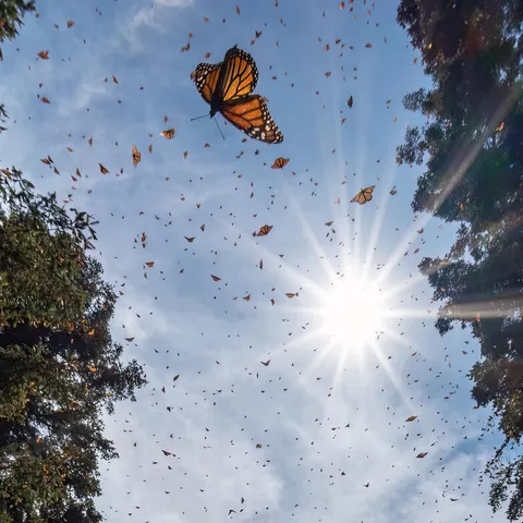 Monarch butterflies in the sky