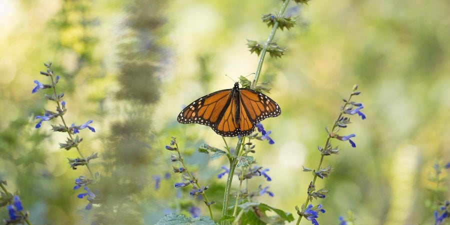 monarch butterfly and wildflower