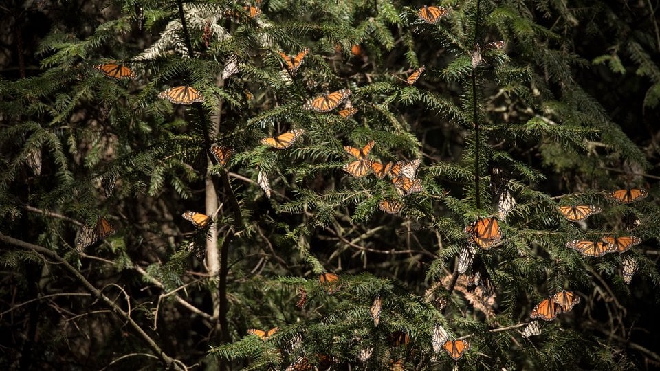 Monarch butterflies on tree within wintering grounds sanctuary in Mexico