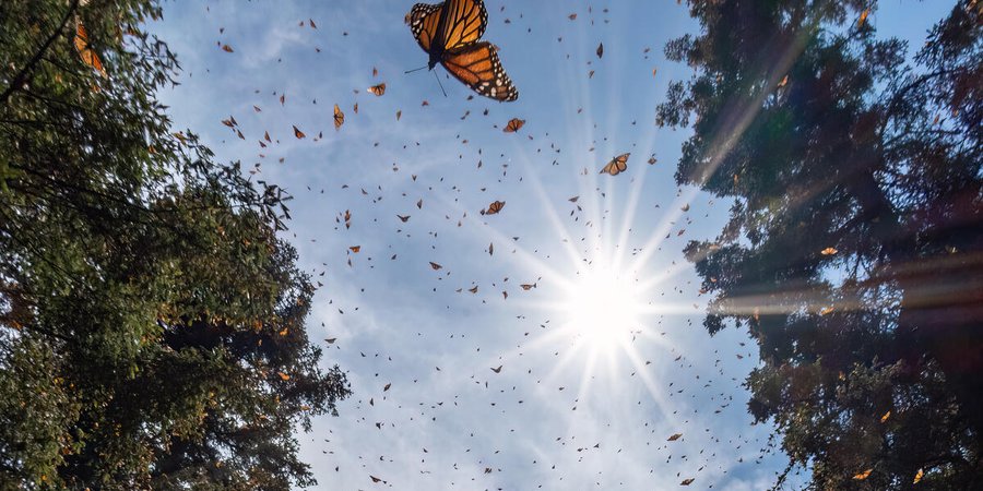 Monarch butterflies in the sky