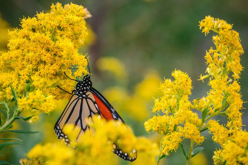 Monarch butterfly on flowering goldenrod plant