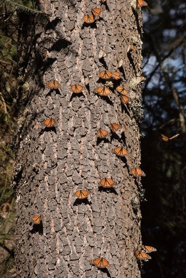 monarch butterflies gather on tree in wintering reserve, Mexico