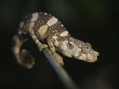 A lizard sits curled around a branch