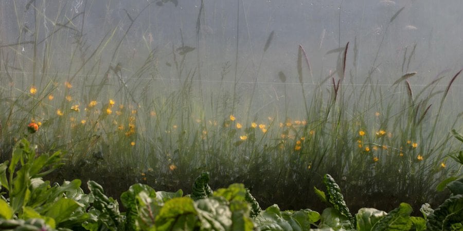 vegetables growing in the foreground with grassland in the background