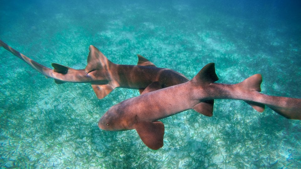 nurse sharks WW277836 Beautiful Destinations