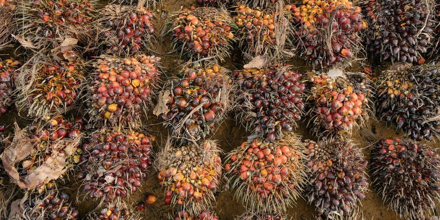 Aerial view of harvested palm oil nuts