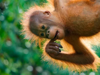 orangutan baby Edwin Giesbers WW22542