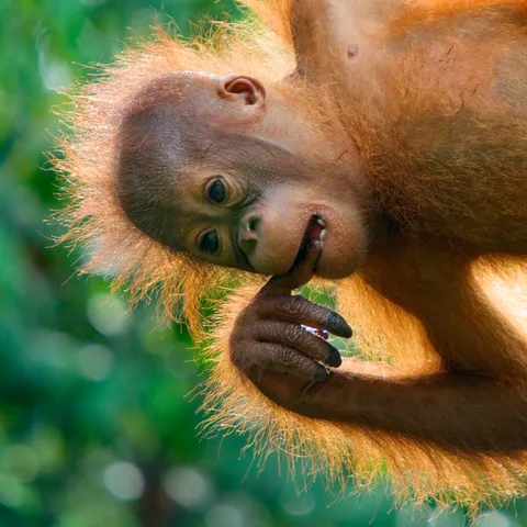 orangutan baby Edwin Giesbers WW22542