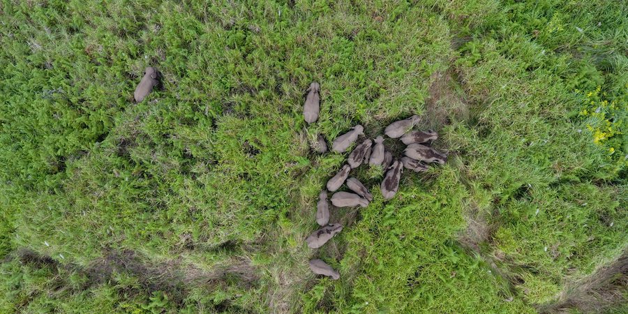 A group of wild Sumatran elephants are tracked via a drone in the area of community plantation Musarapakat village.