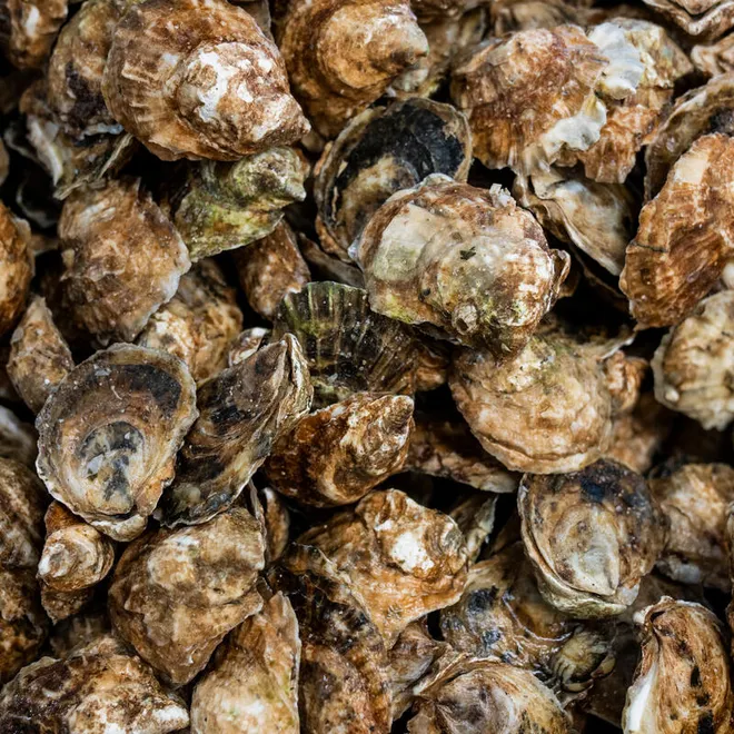 overhead view of cluster of oysters ready to be shipped