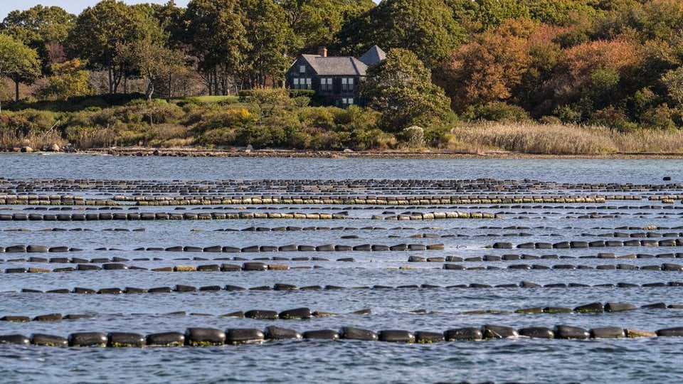 Lines of buoys floating on the water indicates the oyster farm below the surface. In the distance at the shore, there is a wood house.