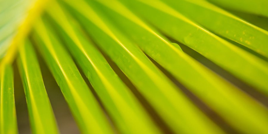 Close up macro photo of green palm fronds.