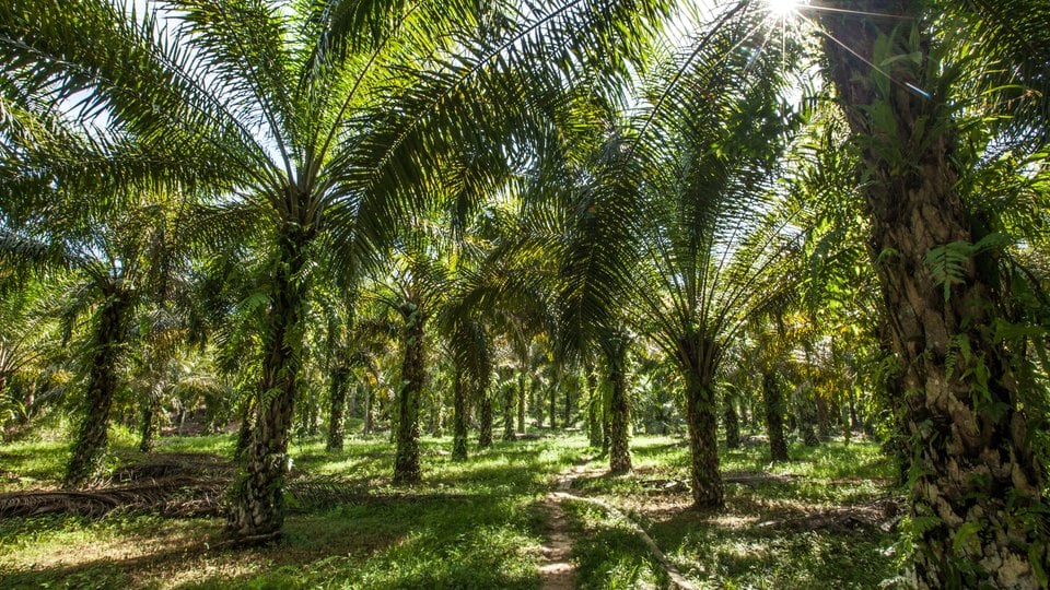 Several palm adult palm trees in a field with the sun filtering through the leaves.
