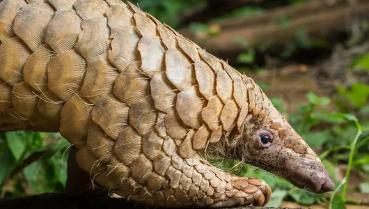 Pangolin on a log