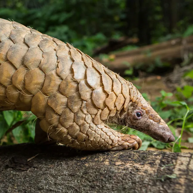 Pangolin on a log