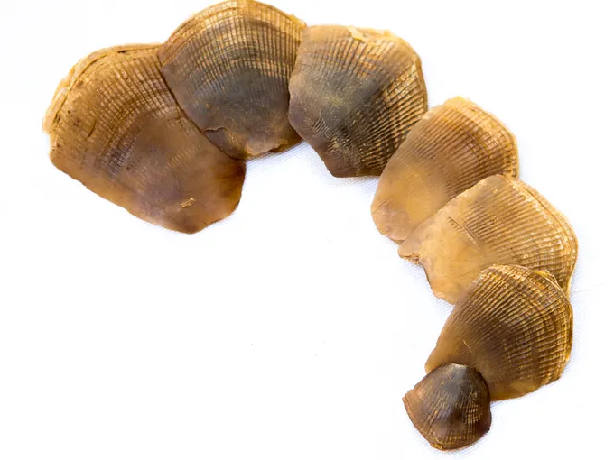 Seven pangolin scales in various sizes against a white background.
