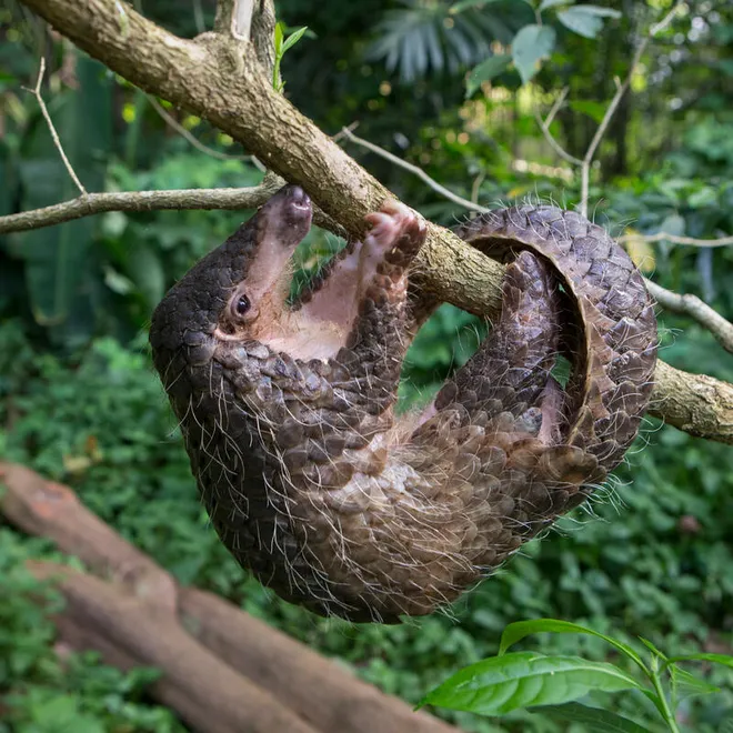 A pangolin hanging upside down from a tree branch in the forest