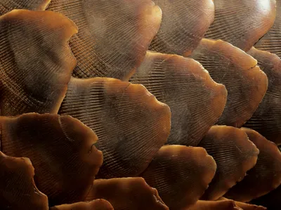 Pangolin (Manis temminckii), close up of scales, Kgalagadi Transfrontier Park, Kalahari, South Africa, Africa