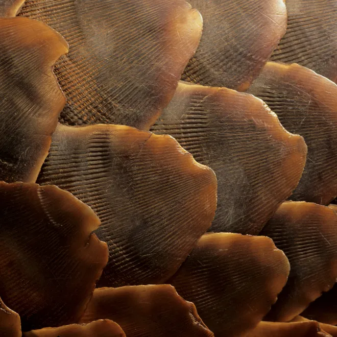 Pangolin (Manis temminckii), close up of scales, Kgalagadi Transfrontier Park, Kalahari, South Africa, Africa