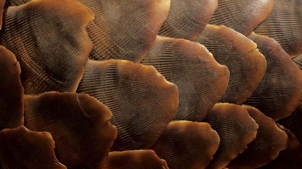 Pangolin (Manis temminckii), close up of scales, Kgalagadi Transfrontier Park, Kalahari, South Africa, Africa