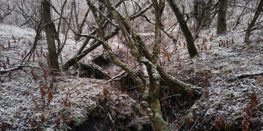 A wintery landscape with a dusting of snow shows a Persian leopard's hunting ground.