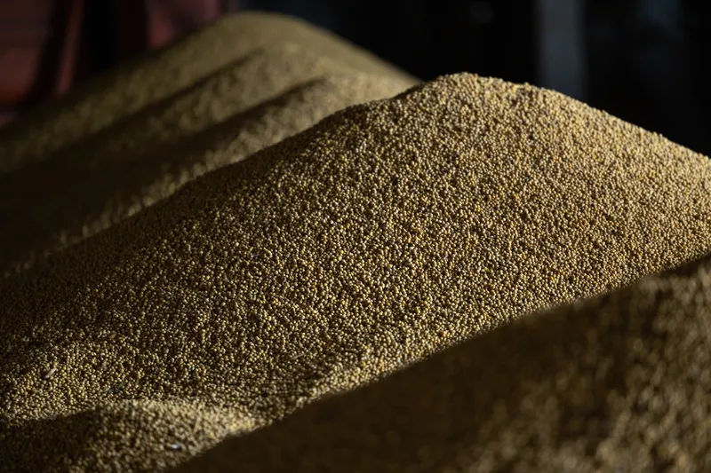 Massive piles of dried soybeans in storage.