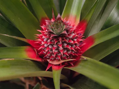 pineapple flower Rob Webster WW210433
