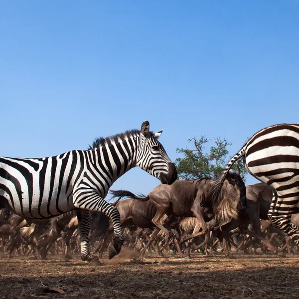 A horizontal photo showing a group of zebras running with three more clearly seen in the foreground.