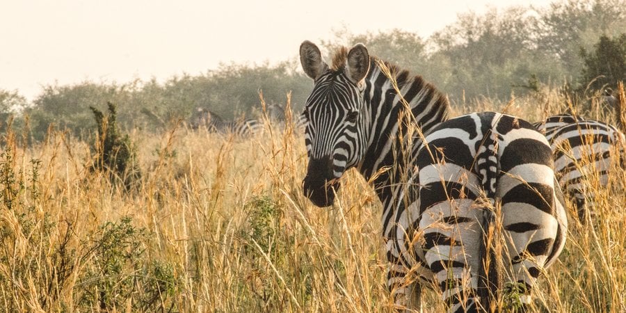 A black and white striped zebra looking back toward the camera in a field of green and brown grasses