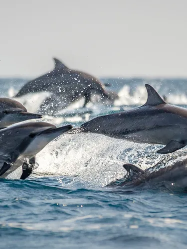 A pod of long snouted spinner dolphins break the surface