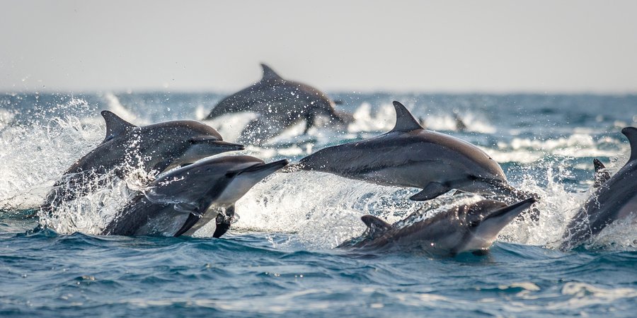 A pod of long snouted spinner dolphins break the surface
