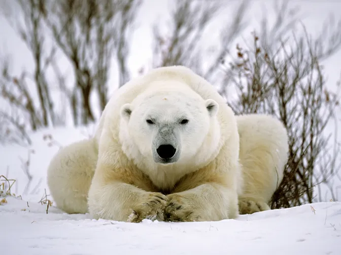 a polar bear crouches in the snow, staring directly at the camera